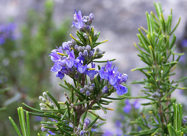 Rosemary - A mosquito repellent