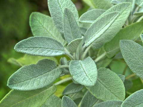 Sage Plant - A Mosquito Repellent