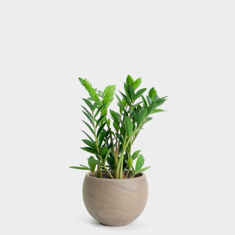 Houseplants You can Give as Gifts to Your Loved Ones