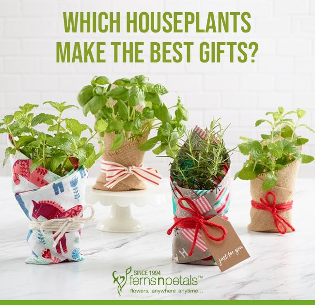 Houseplants You Can Give As Gifts To Your Loved Ones - Best Plants To Give As Christmas Gifts