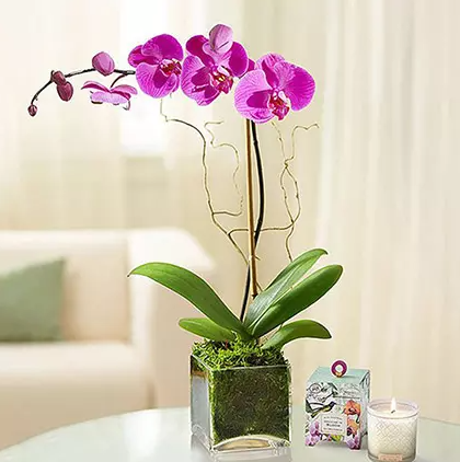 potted orchid