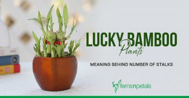 Lucky-Bamboo
