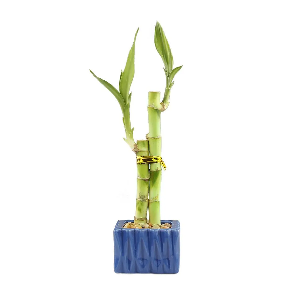 2 Stalk Luck Bamboo Plant