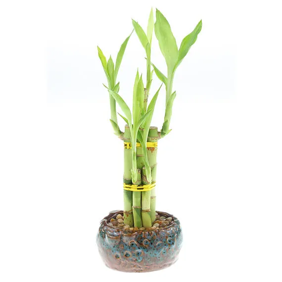 5 Stalk Luck Bamboo Plant