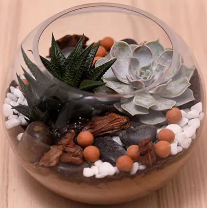 Succulents in Fish Bowl