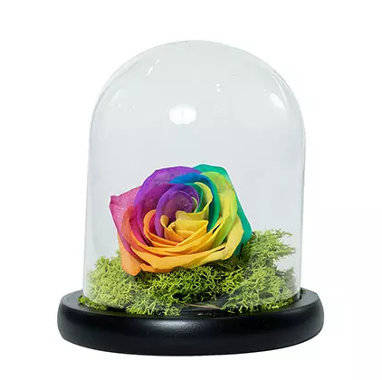 Splendid Rainbow Rose