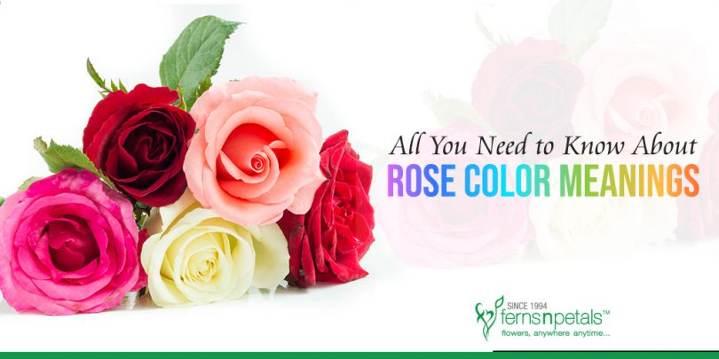 All You Need to Know About Rose Color Meanings