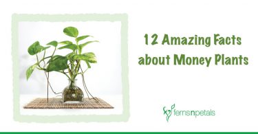 12 Amazing Facts to Learn About Money Plants