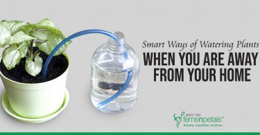 Smart Ways of Watering Plants When You are Away from Your Home