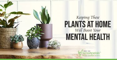 Keeping These Plants At Home Will Boost Your Mental Health