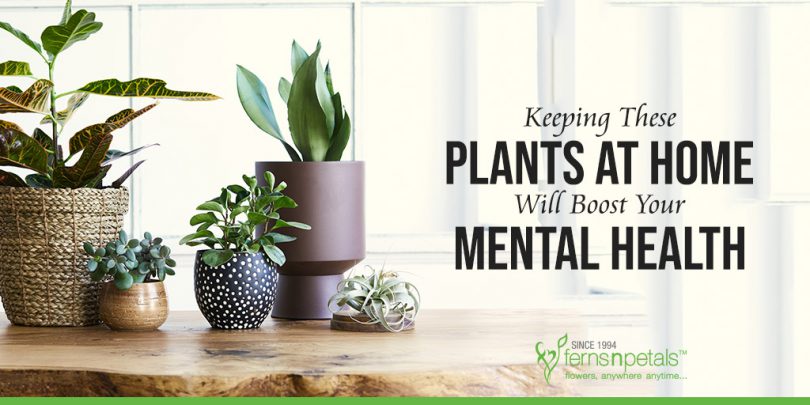 Keeping These Plants At Home Will Boost Your Mental Health
