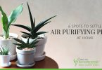 6 Spots to Settle Air-Purifying Plants at Home
