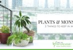 Plants & monsoon: 3 Things to keep in mind