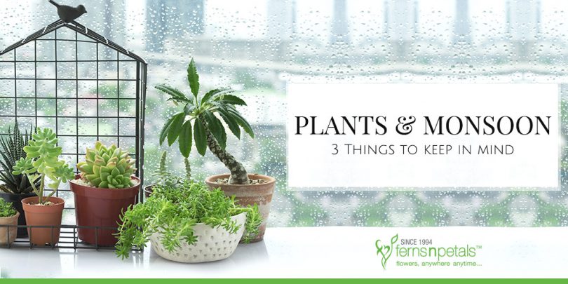Plants & monsoon: 3 Things to keep in mind