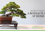 Benefits of keeping a bonsai plant at home
