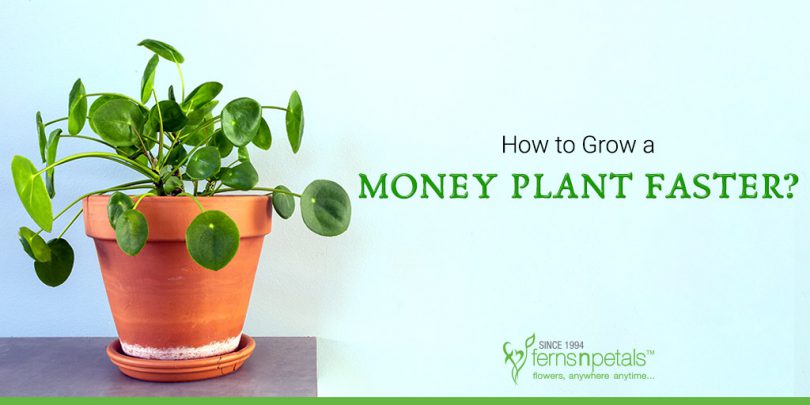 How to Grow Money Plant Faster