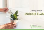 How to Keep your Indoor Plants Healthy and Good Looking?
