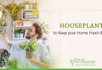 Houseplants-to-Keep-your-Home-Fresh-&-Clean