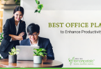 Best-Office-Plants-to-Enhance-Productivity