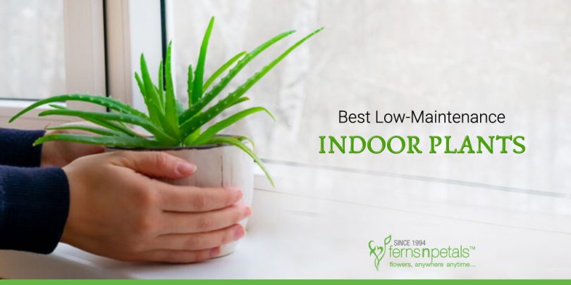 Best-Low-Maintenance-Indoor-Plants