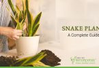 Snake-Plant-Guide