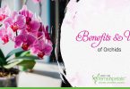 Benefits-&-Uses-of-Orchids