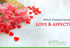 Which-Flowers-Convey-Love-and-Affection