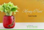 Money-Plant-Care-Guide