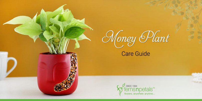 Money-Plant-Care-Guide