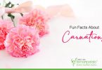 Fun-Facts-About-Carnations