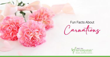 Fun-Facts-About-Carnations