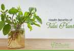 Health-Benefits-of-Tulsi-Plant