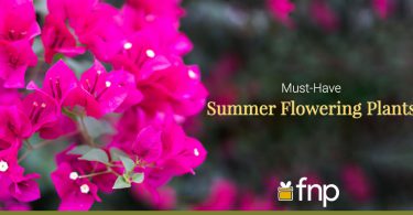 Must-Have-Summer-Flowering-Plants - FNP