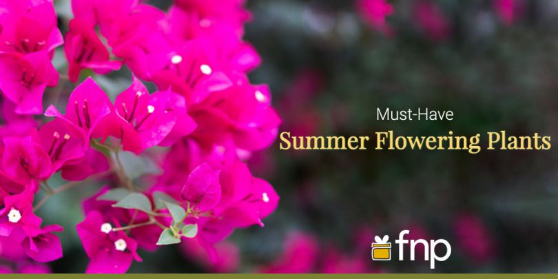 Must-Have-Summer-Flowering-Plants - FNP