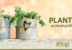 Plants as wedding gifts