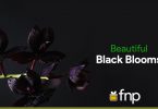 Types of Black Flowers