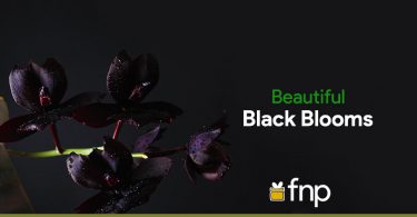 Types of Black Flowers