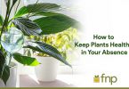 Plants' Health