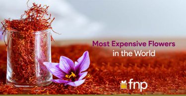 Most Expensive Flowers