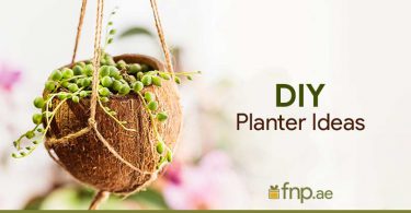 DIY Planter Ideas