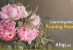 Everything About Pruning Peonies