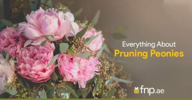Everything About Pruning Peonies