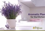 Aromatic Plants for the Kitchen