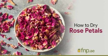 How-to-Dry-Rose-Petals