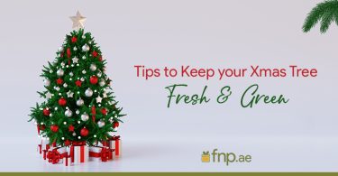 How to Keep Your Xmas Tree Fresh & Green