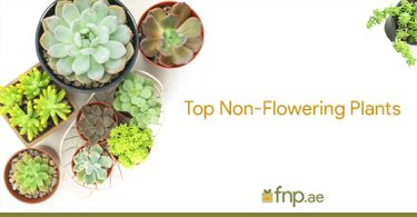 Non-Flowering Plants
