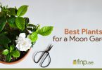 Best plants for a moon garden