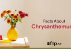 About Chrysanthemums