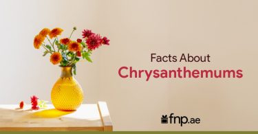 About Chrysanthemums