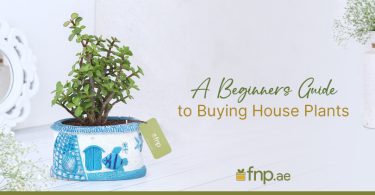 How to Buy Houseplants